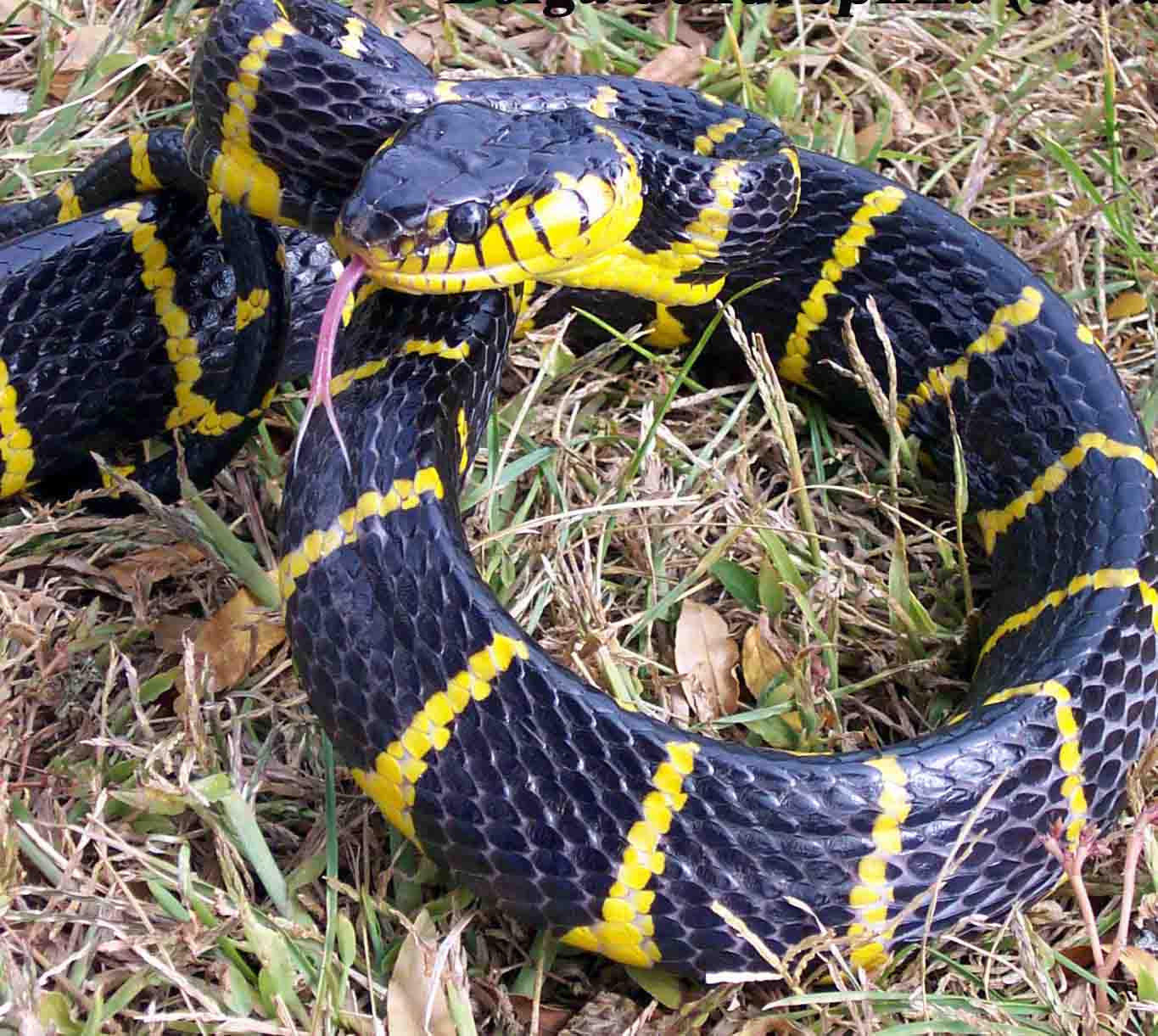 Boiga dendrophila